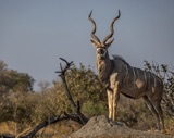 Male Kudu Male Kudu